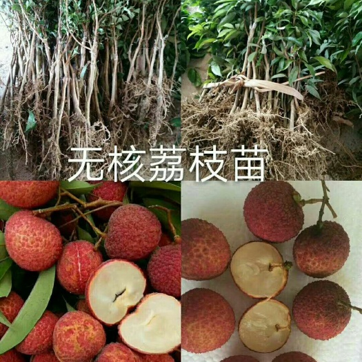 灵山县无核荔枝苗