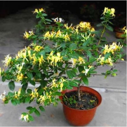 四季金银花