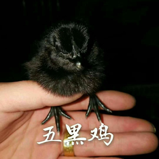 广汉市五黑鸡苗  常年供应五黑绿壳蛋鸡出壳，一月龄脱温蛋鸡苗