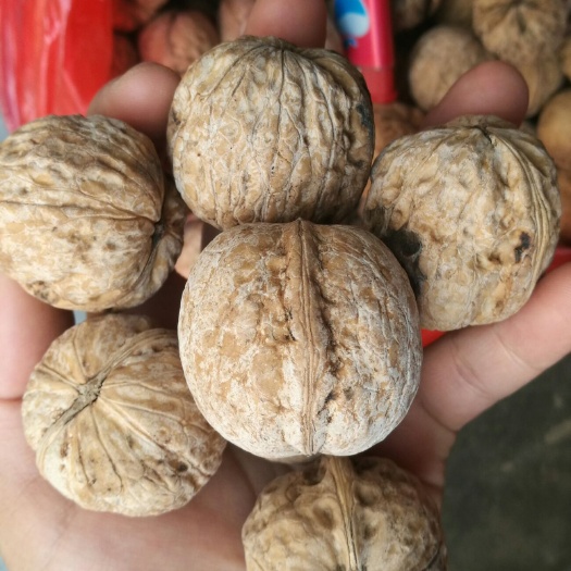 商南县陕西老树核桃，当年新货，直径35cm以上，人工手洗，无漂白