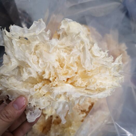 上海小花银耳 干银耳 片状银耳 淡黄色