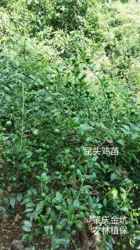 肇慶供屈頭雞鮮果，量大更優(yōu)惠