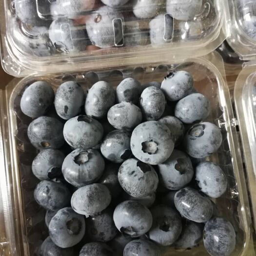 庄河市北陆蓝莓 6 - 8mm以上 鲜果