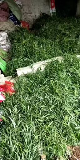 凤凰县黄精种苗