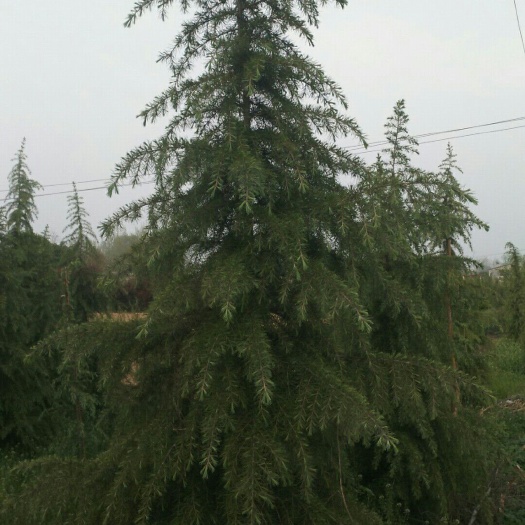 汝南县雪松