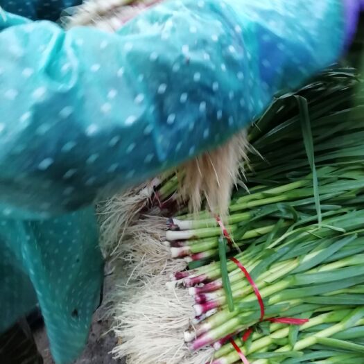 金乡县红根蒜苗产地直发代发