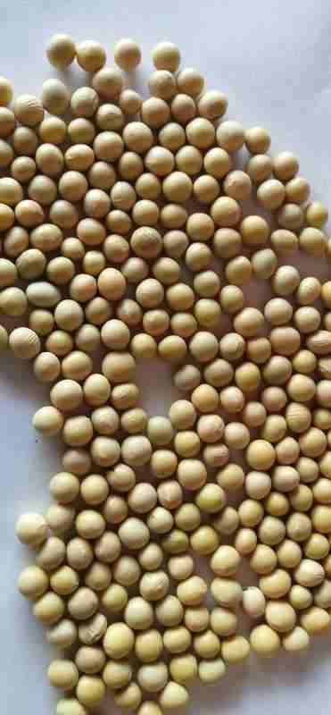 莫旗黄大豆 生大豆 3等品