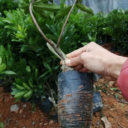 灵山县东魁杨梅树苗