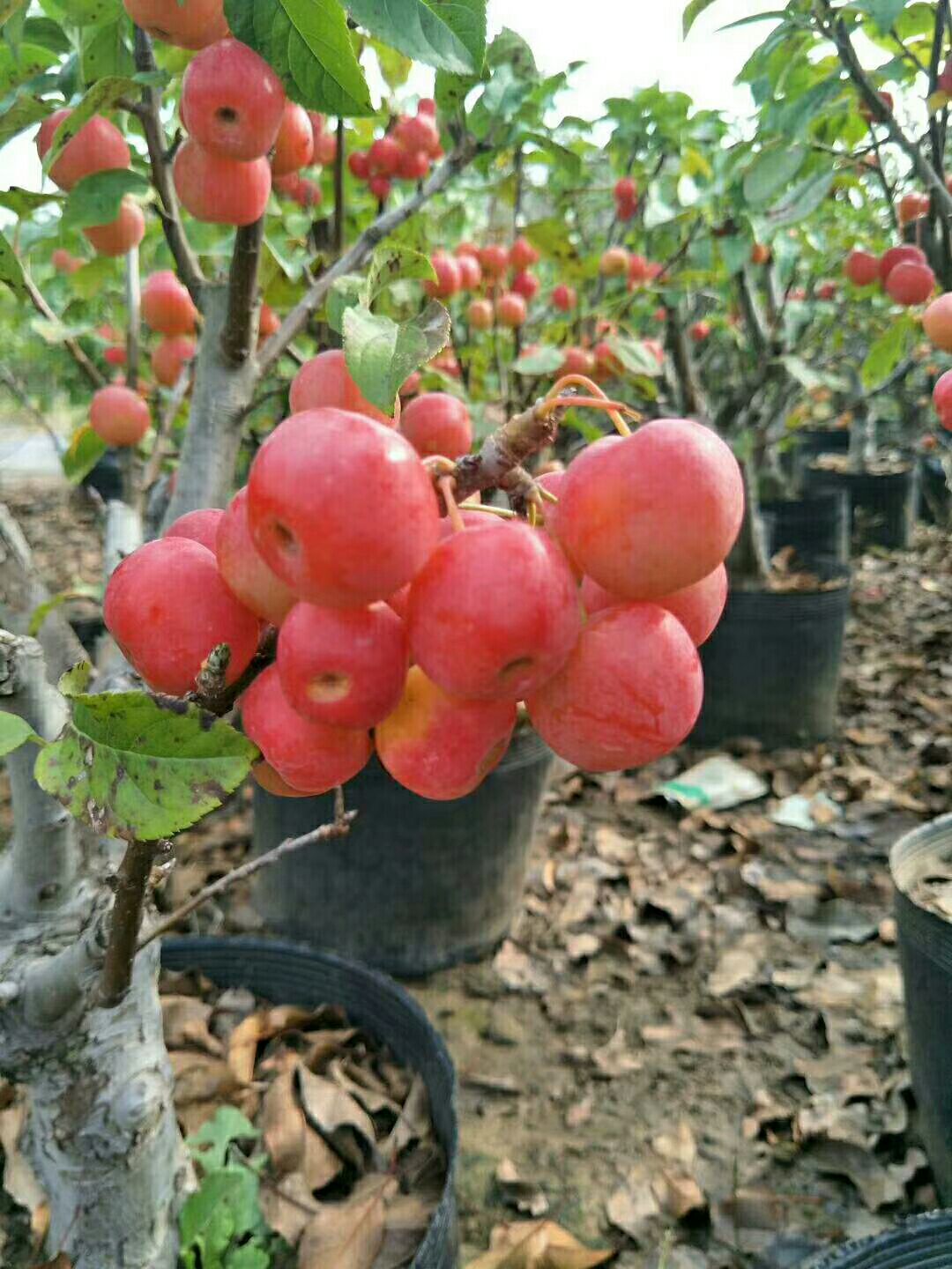 平邑县柱状苹果苗 0.5~1米