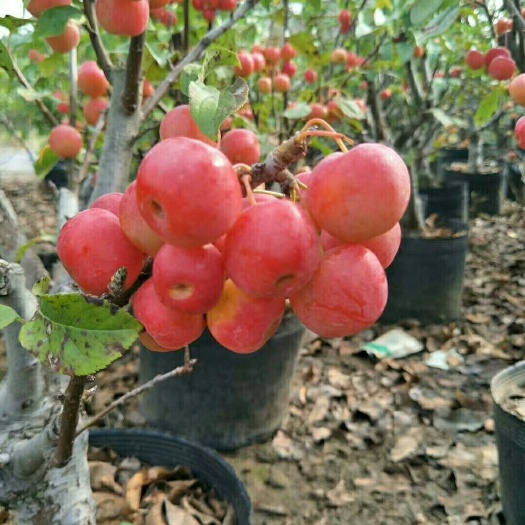 平邑县柱状苹果苗 0.5~1米