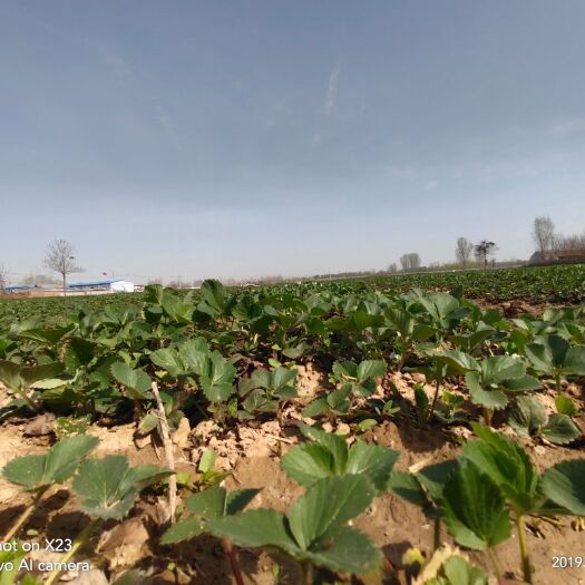 清丰县红颜草莓苗 10~20公分 地栽苗