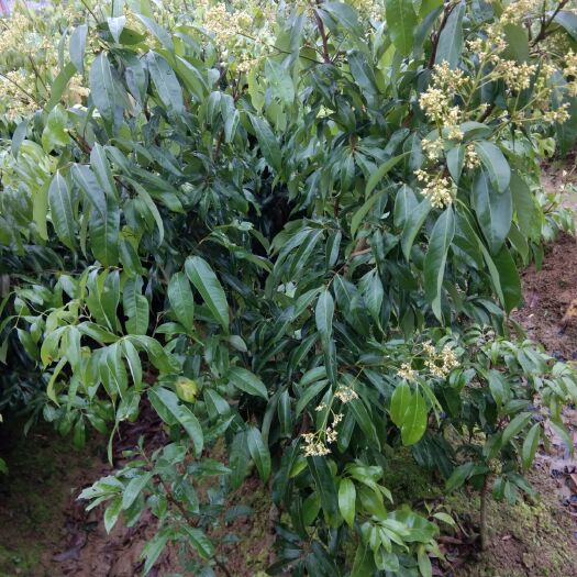 灵山县无核荔枝苗
