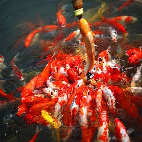 北京锦鲤鱼苗