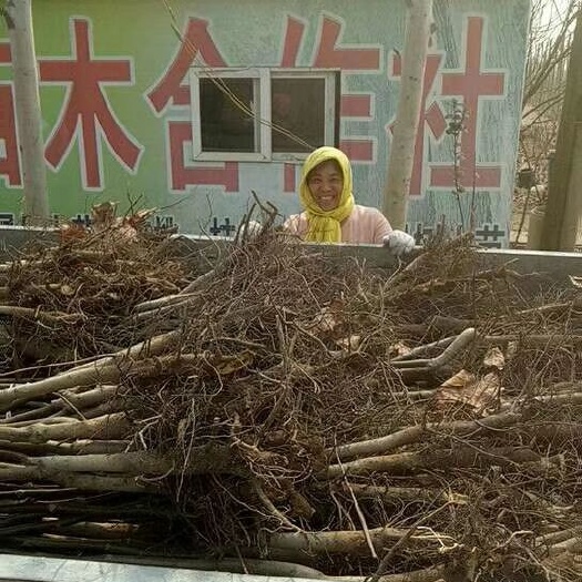 巨野县麻核桃树苗