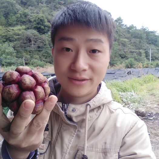 宜宾粉红黑老虎苗 当地黑老虎果树培育出来苗，已经适应宜宾周边种植