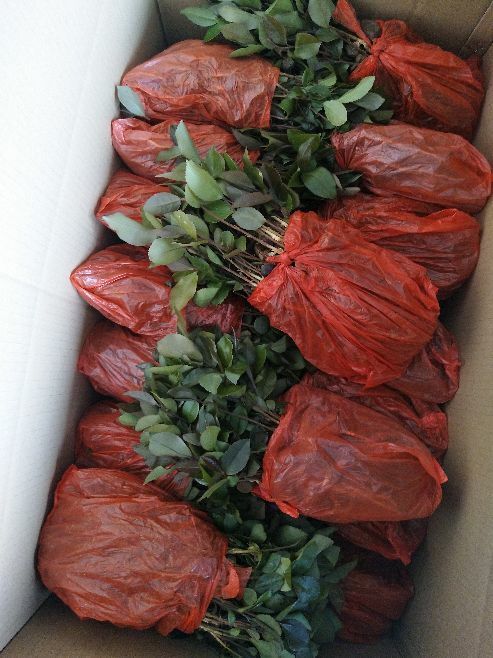 阳朔县油茶苗