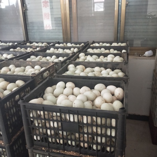 馆陶县金定鸭蛋 食用 散装