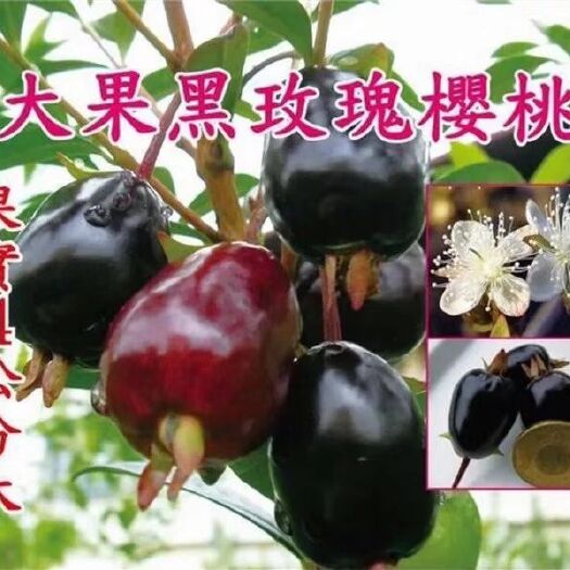 灵山县巴西樱桃苗