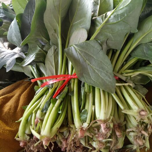 石家庄大叶菠菜  陆地菠菜大量上市，有各种疏菜，质量好价格低，
