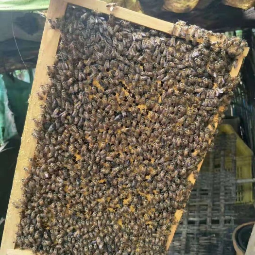 遵义中华蜜蜂