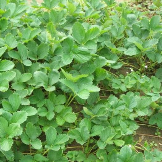 松桃县宁玉草莓苗 10~20公分 地栽苗