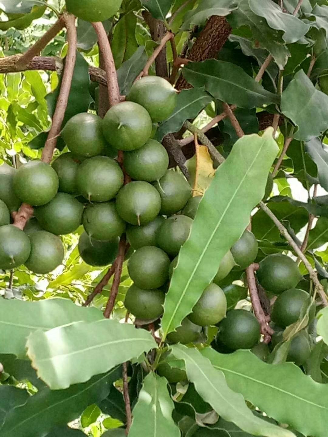 夏威夷果树苗  澳洲坚果苗，夏威夷果