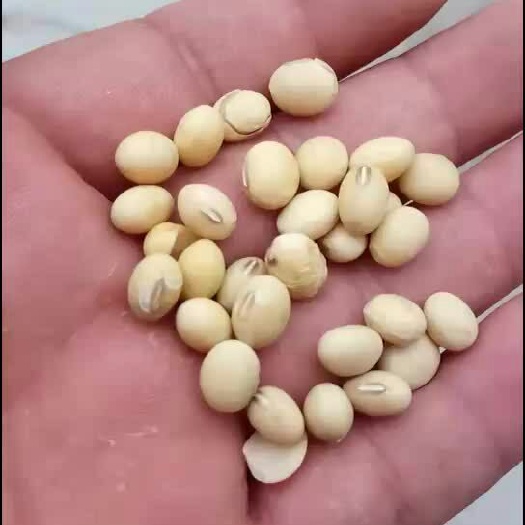 曹县黄大豆 。