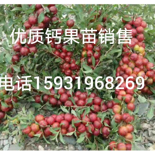 赤峰钙果苗 0.5~1米