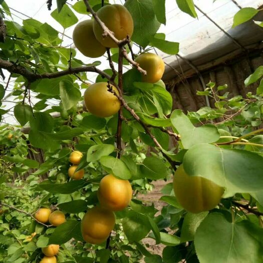 大荔县 大棚金寿杏，陆地精品凯特杏，金太阳杏，丰园红杏
