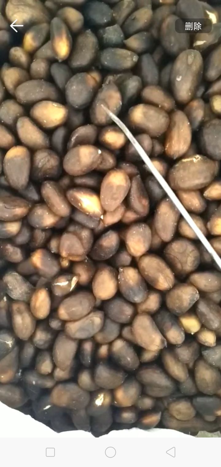 九江枇杷种子