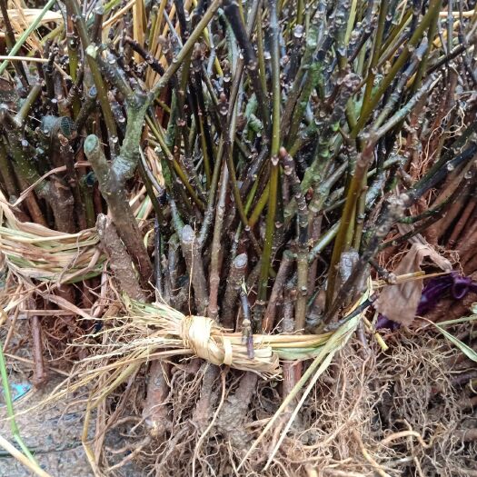 河池吴茱萸种子 高产嫁接改良江西中花吴茱萸