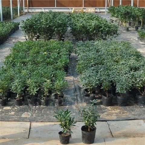沭阳县金边瑞香 带土球地栽苗