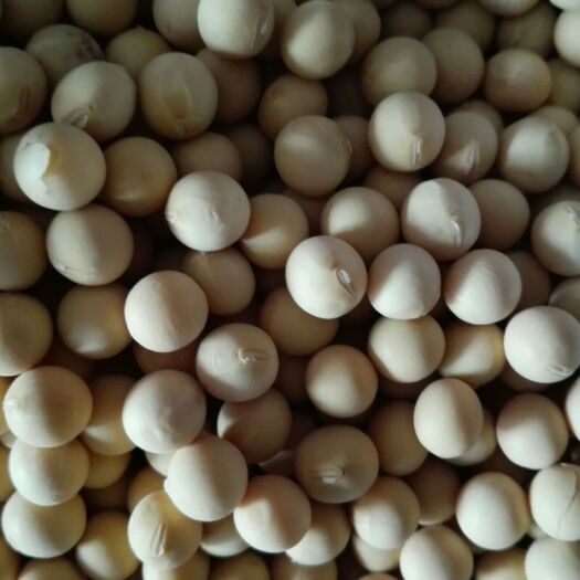 齐齐哈尔黑龙江大豆 生大豆 1等品