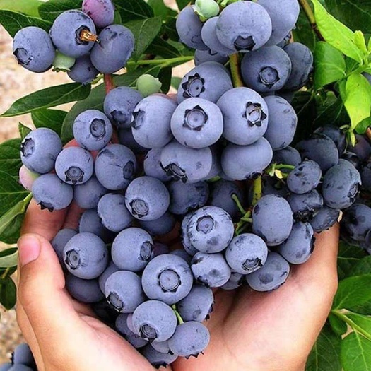 灵山县兔眼蓝莓苗 大果蓝莓，带花带果发货。