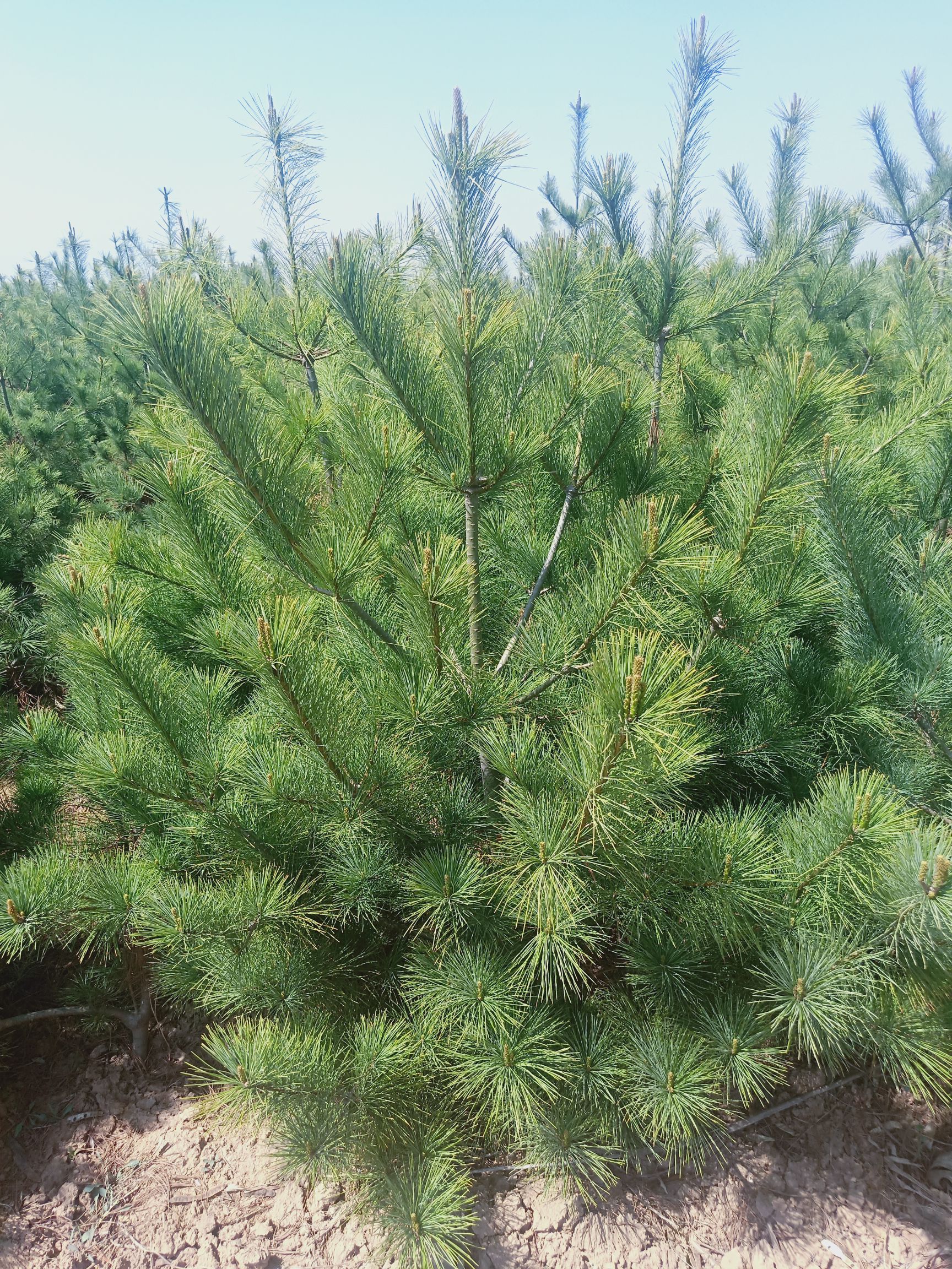 华山松 1.5米华山松