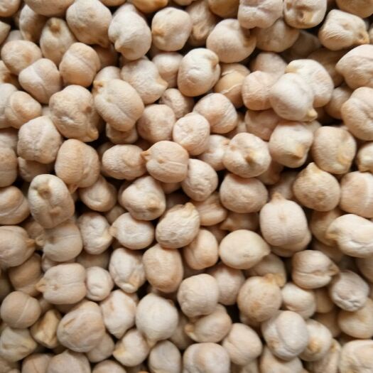 中牟县鹰嘴豆  批发，小颗粒的毫米的，中颗粒毫米，大颗粒