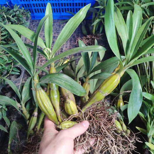 广州鼓槌石斛