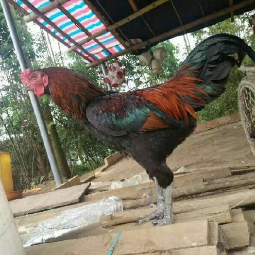 昆明斗鸡苗  一手货源量大从优