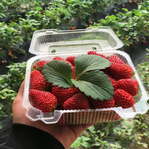 北京红颜草莓（可议价）