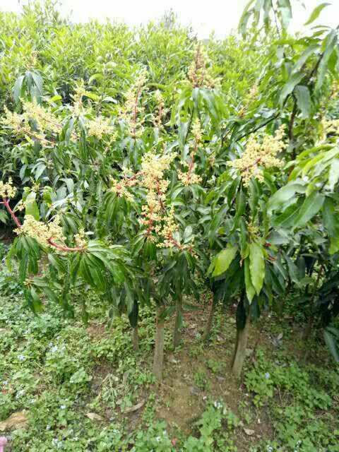 灵山县金煌芒果苗