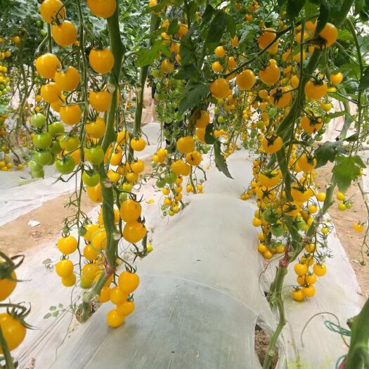 寿光市樱桃西红柿苗  夏日金星 黄色圣女果