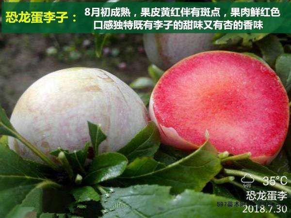 恐龍蛋李子苗 品種純度，現(xiàn)挖現(xiàn)賣(mài)根系好，無(wú)病蟲(chóng)害，一級(jí)苗