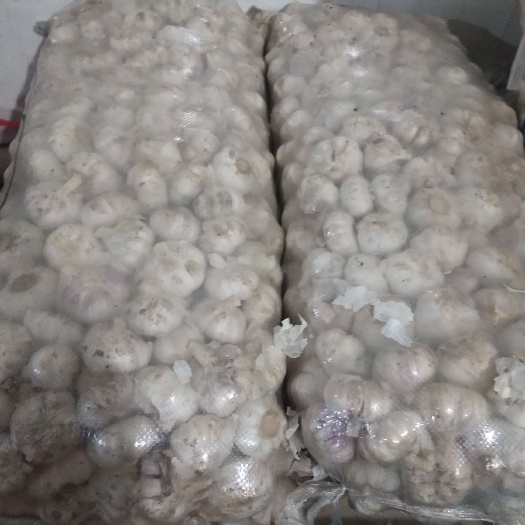 河池白皮大蒜 混级统货 多瓣蒜