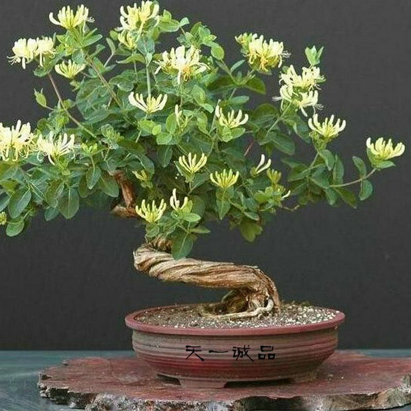四季金银花