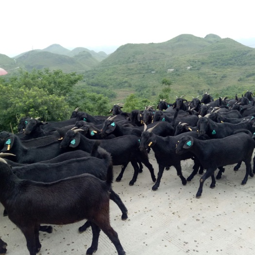 晴隆县黑山羊 80-110斤