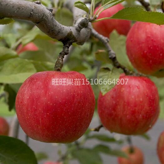 平邑县红肉苹果树苗 红肉苹果苗基地直销，现挖现发，保证成活率