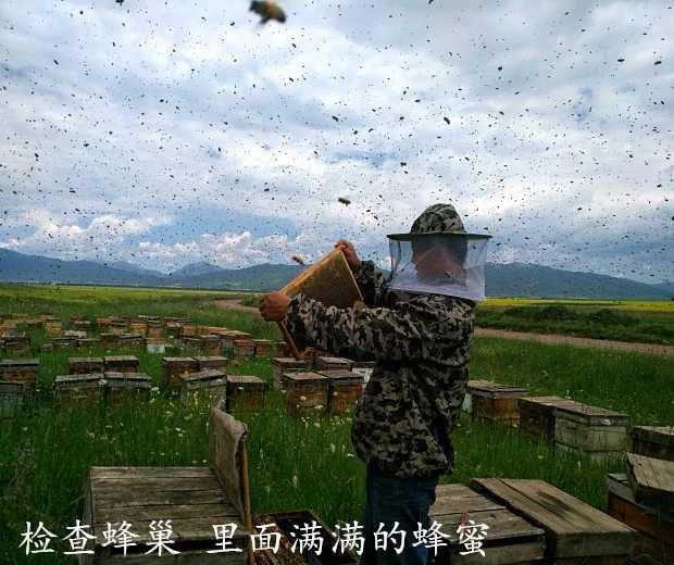 鲁山县百花蜜 塑料瓶装 2年以上 98% 