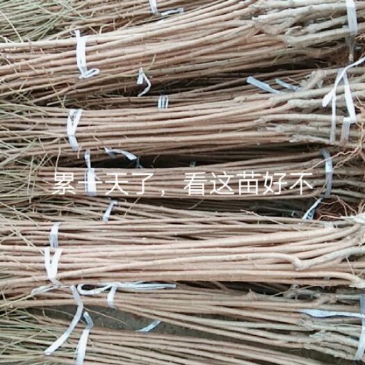 朝阳县秋红李苗
