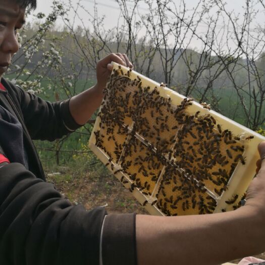 鲁山县巢蜜 盒装 2年以上 98%  蜂巢蜜