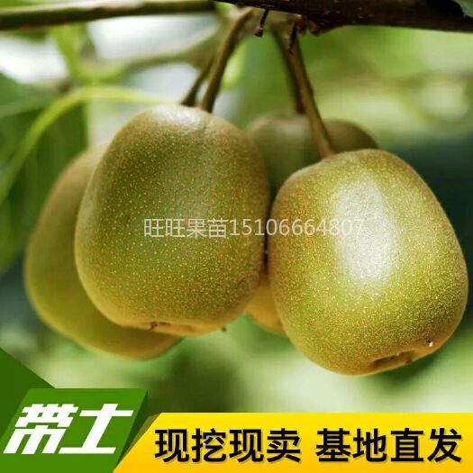 平邑县 红心猕猴桃苗，盆栽，地栽，南北方种植，基地直销，现挖现发。